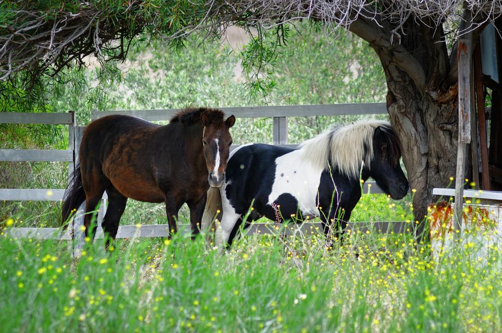 Olive Farm Of Datca Guesthouse (Adults Only) ภายนอก รูปภาพ